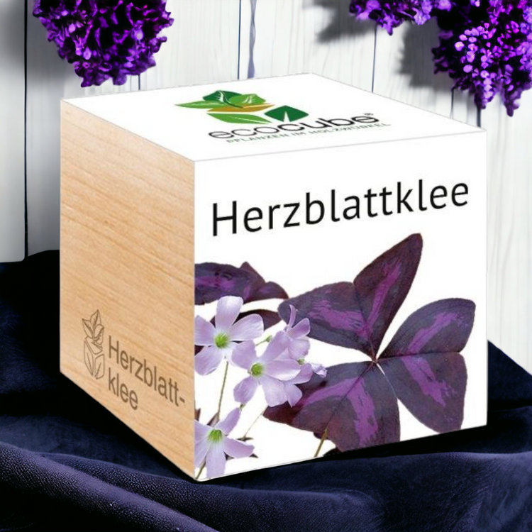 EcoCube Herzblattklee