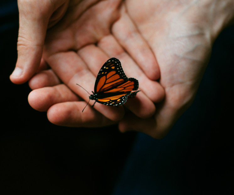 Schmetterlingsfliegen