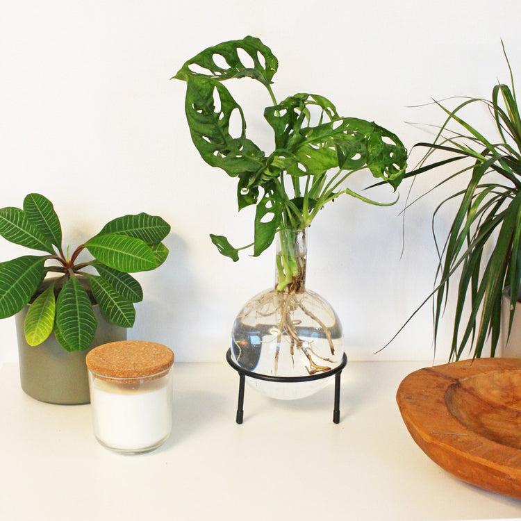 Hydrovase Flora