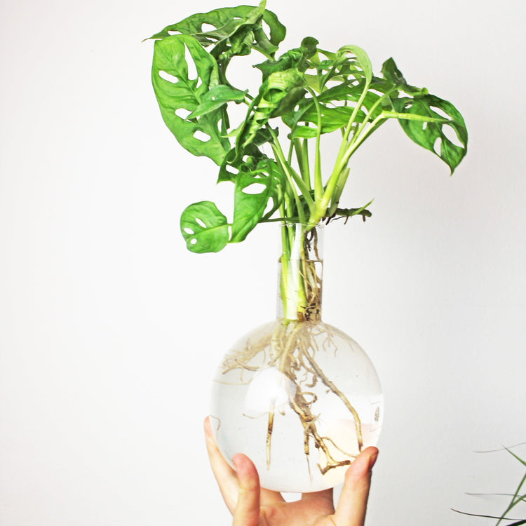 Hydrovase Flora