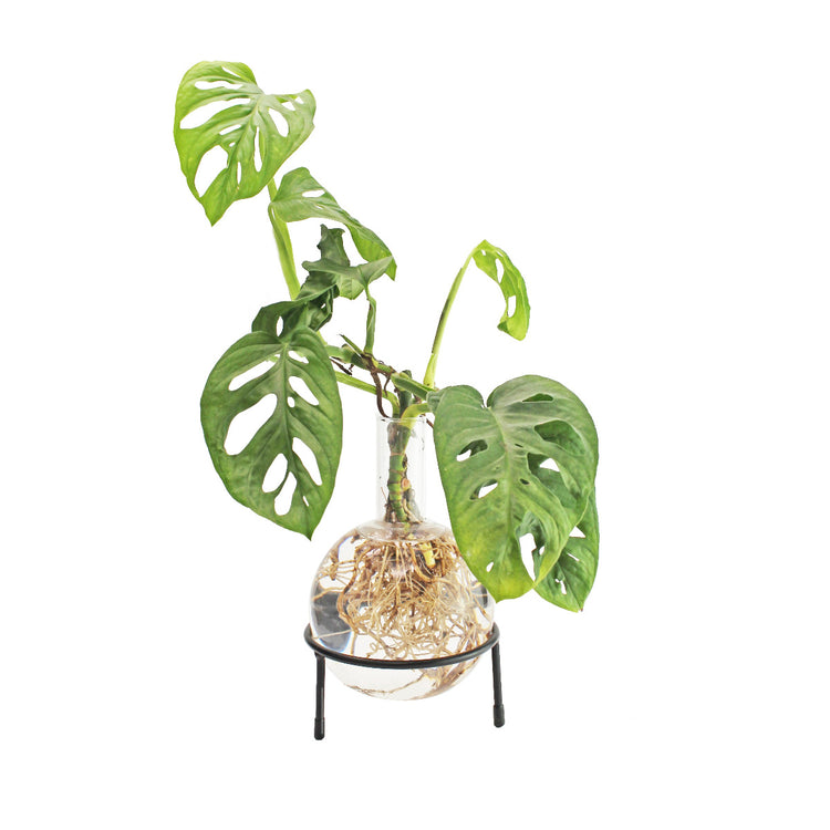 Hydrovase Flora