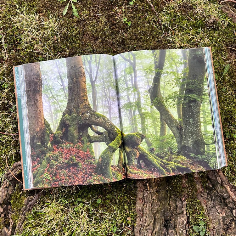 THE WOODS: Einzigartiger Kosmos - Ewiger Kreislauf - Bildband mit Holzcover