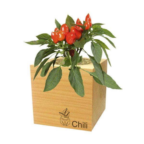 EcoCube Chili Habanero Classic