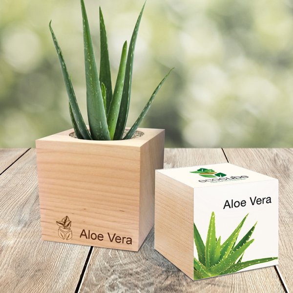 EcoCube Aloe Vera