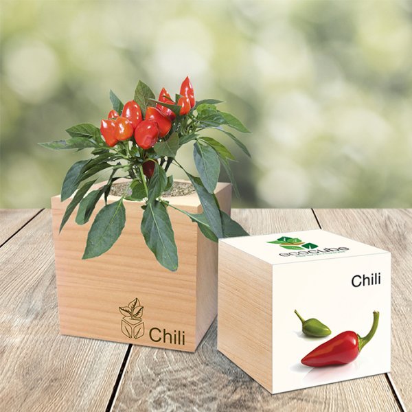 EcoCube Chili