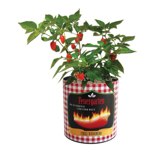 CityGarden Chili Habanero